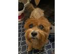 Adopt Dolly a Yorkshire Terrier, Poodle