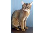 Adopt WOODY a Abyssinian