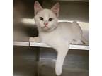 Adopt Kelso Puzzle a Domestic Short Hair