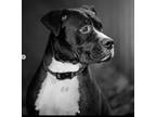 Adopt Elliot a Mixed Breed, Pit Bull Terrier