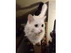 Adopt Opal (Bonded with Birch) a Domestic Long Hair