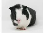 Adopt Luigi and Cappuccino are lil' darlings! THERAPY PIGGIES a Guinea Pig