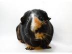 Adopt Cappuccino and Luigi - THERAPY PIGGIES - RIDICULOUSLY SWEET a Guinea Pig