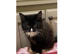 Adopt Riker - $40 Adoption Fee and FREE Gift Bag a Maine Coon