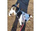 Adopt Willie a Dachshund, American Staffordshire Terrier
