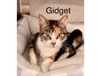 Adopt Gidget a Domestic Short Hair