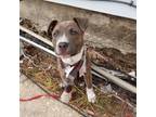 Adopt Roxie a Pit Bull Terrier
