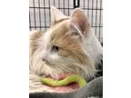 Adopt Camelot a Domestic Long Hair