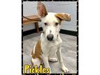 Adopt Pickles a Jack Russell Terrier, Terrier