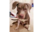 Adopt Sox a American Staffordshire Terrier, Weimaraner