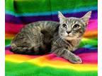 Adopt Chilli a Tabby