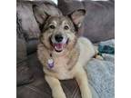 Adopt Sookie a Mixed Breed