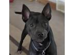Adopt Lolly a Mixed Breed