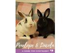 Adopt Lincoln And Penelope A Mini Rex