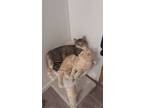 Adopt Toady and Piggy a Domestic Short Hair, Tabby