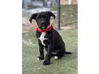 Adopt Angel a Black Labrador Retriever, Border Collie