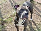 Adopt Roscoe a American Staffordshire Terrier
