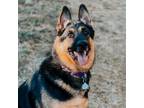 Adopt Tex a German Shepherd Dog