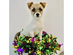 Adopt Scrappy a Jack Russell Terrier