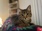 Adopt Piper - At Felius Cat Cafe a Tabby