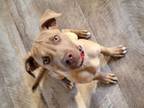 Adopt Comet a American Staffordshire Terrier, Pit Bull Terrier