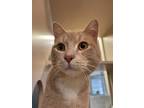 Adopt Grilled Cheese a Domestic Short Hair