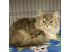 Adopt Rose Nylund a Domestic Long Hair