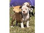 For Most Utd Infopics And Video Go To ************xbrawnbulldogges  Have 3 Available Litters Currently