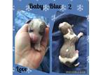 Baby Blue 2