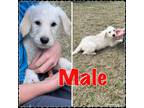 Male Puppy Utd On Shots And Deworming Ready For His New Home Call Or Text For More Information