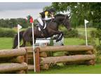 Talented Safe Irish Sporthorse Eventer