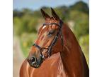Collegiate Com Fi Tec Training Bridle Made From High Quality European Leather This Bridle Has An Anatomically Shaped Headpiece That Evenly Distributes