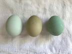 6 Hatching Eggs: Sage Egger, Turquoise Egger, Olive Egger