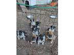 Blue Heeler-Pug cross puppies Bora breed
