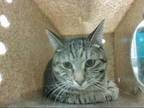 Adopt FRIED RICE A Brown Tabby Domestic Shorthair / Mixed (short Coat) Cat In