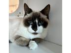 Adopt FIFI a White (Mostly) Domestic Mediumhair / Mixed (medium coat) cat in