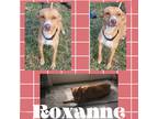 Adopt Roxanne A Tan/Yellow/Fawn - With White Labrador Retriever / Foxhound /