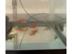Adopt TWO FISH A Fish  Mixed Reptile Amphibian Andor Fish In Denver CO 33731384