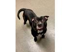 Adopt Locke a Black American Pit Bull Terrier / Mixed dog in Kokomo