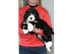 Adopt Mia a Black - with White Standard Poodle / Sheltie
