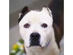 Adopt MEGO a White - with Black American Pit Bull Terrier / Mixed dog in Las
