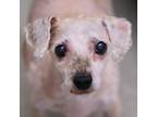 Adopt T-ANA a Tan/Yellow/Fawn Bichon Frise / Poodle (Miniature) / Mixed dog in