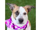 Adopt *PIPER a White - with Brown or Chocolate Basset Hound / Mixed dog in Las