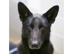 Adopt BANE a Black - with White German Shepherd Dog / Mixed dog in Las Vegas