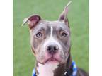 Adopt *SPECTRA a Gray/Silver/Salt & Pepper - with White American Pit Bull