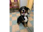 Adopt Bernie a Black Bernese Mountain Dog / Mixed dog in Ottumwa, IA (33731275)