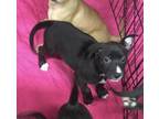 Adopt Mt Dew Code Red a Black Mixed Breed (Medium) / Mixed dog in Brooksville