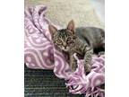 Adopt Zoe a Domestic Shorthair / Mixed cat in Salt Lake City, UT (33729932)