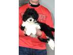 Adopt Molly a Black - with White Standard Poodle / Sheltie