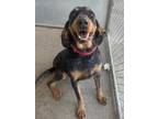 Adopt Bella a Black Bluetick Coonhound / Mixed dog in Ottumwa, IA (33731214)